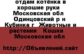 отдам котёнка в хорошие руки - Московская обл., Одинцовский р-н, Кубинка г. Животные и растения » Кошки   . Московская обл.